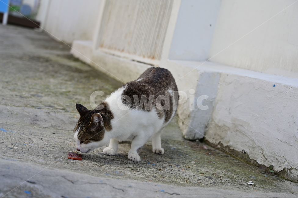 고양이,길고양이,도로,cat,streetcat,road,동물,animal,포유류,mammal,고양이,cat,kitten,kitty