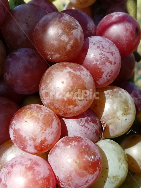 포도,과일,열매,식물,fruit,grapes,plant,과일,열매,fruit