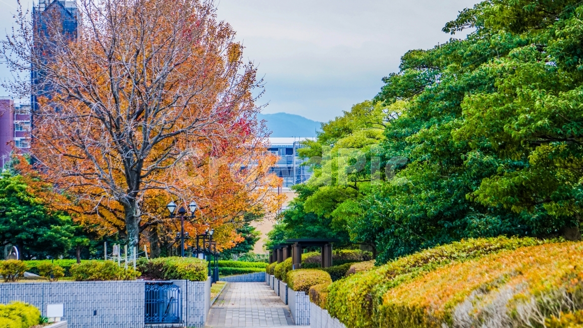 일본,후쿠오카,나무,식물,낙엽,감성,여행,가을,계절,fall,autumn,season,도시,풍경,city,landscape