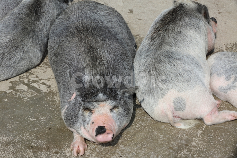 돼지,애기돼지,ㄷ애기돼지,돈,돼지화분,도야지,동물,animal,포유류,mammal