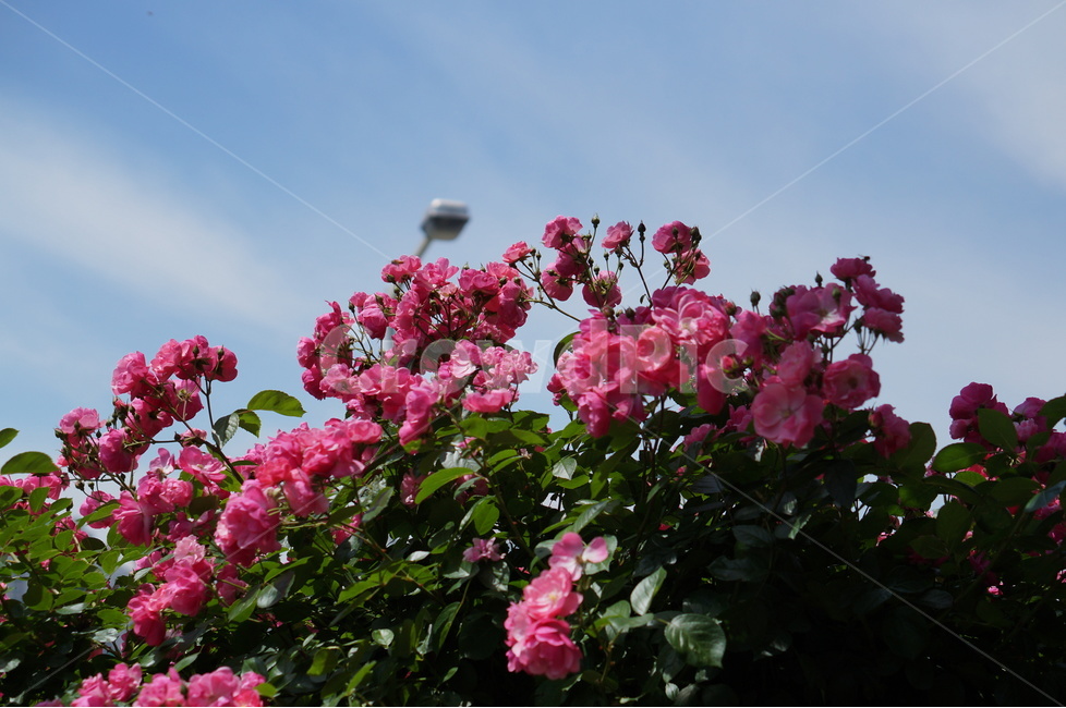 장미꽃,장미,핑크,풍경,5월,맑음,빛,식물,자연,plants,nature,꽃,flower