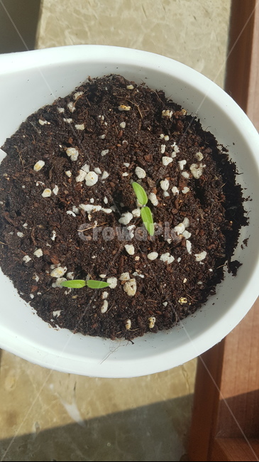 plant,vegetable,야채,food,음식