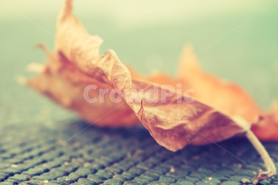 플라타너스,낙엽,가을,바닥,갈색,아련,가을,계절,fall,autumn,season,plant,식물,leaf,잎