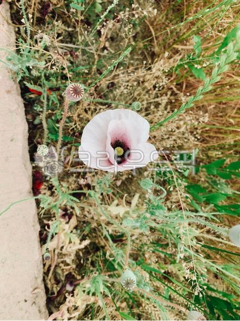 양귀비,꽃,flower,꽃잎,길가