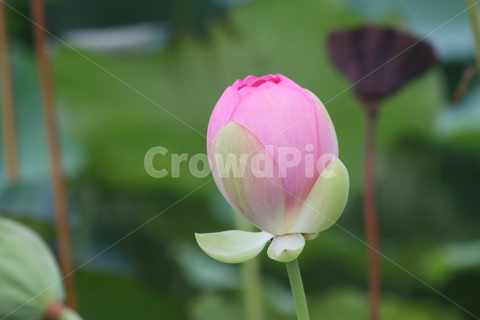연,꽃,연꽃,식물,lotus,식물,자연,plants,nature,꽃,flower