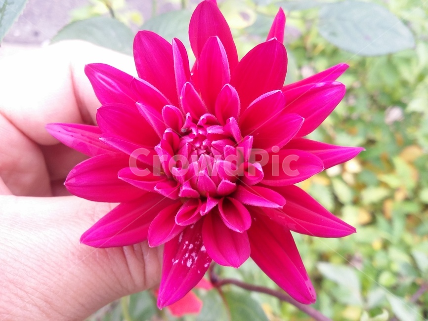 꽃,flower,plant,식물,자연,꽃잎,식물,자연,plants,nature,꽃,flower