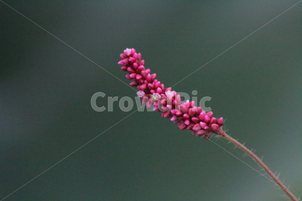 꽃,식물,야생화,털여뀌,princefeather,식물,자연,plants,nature,꽃,flower
