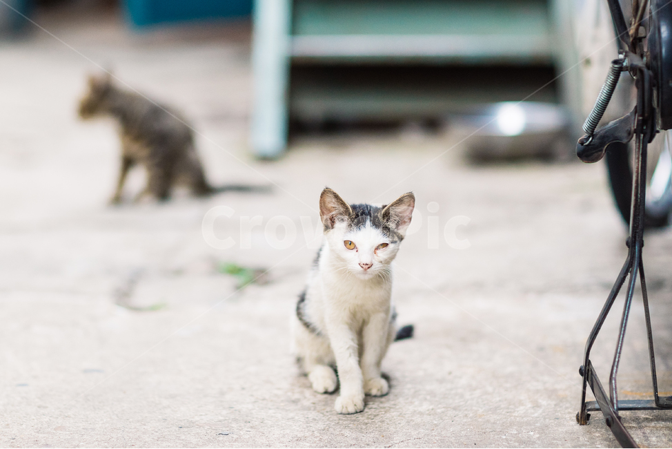 고양이,캣,cat,길냥이,길고양이,길냥,냥이,고양,동물,동물,animal,포유류,mammal,고양이,cat,kitten,kitty