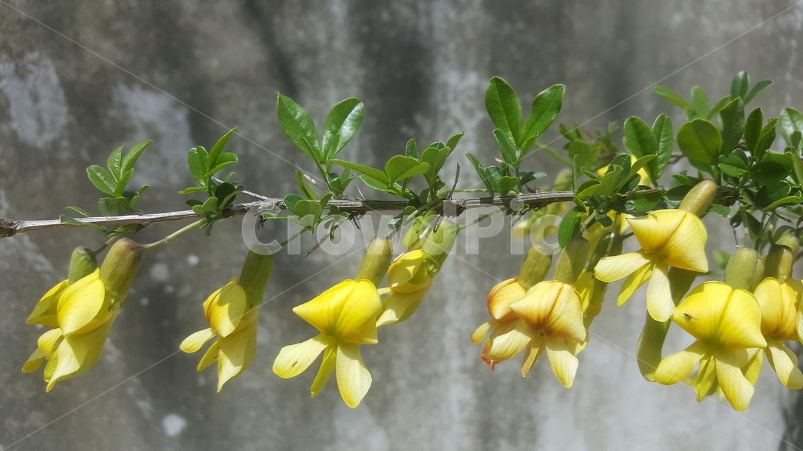 꽃,골담초,담장,시골,약초,flower,원예,식물