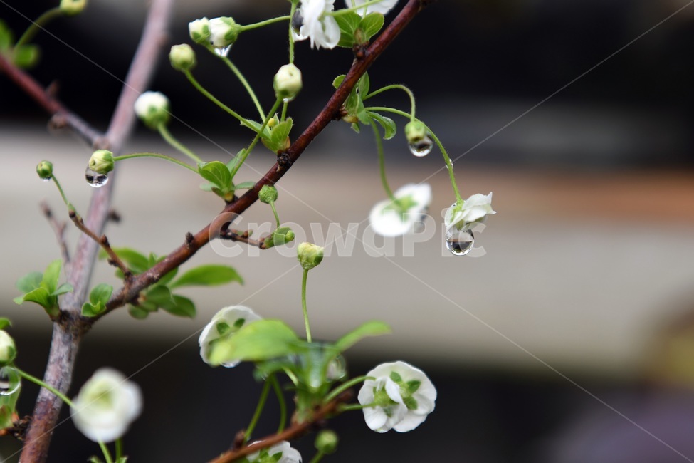 식물,꽃,감성사진,자연,flower,꽃사진,봄,봄꽃,계절,빗방울,비,감성,4월,spring,힐링,자연풍경,풍경,봄,계절,spring,season,식물,자연,plants,nature,꽃,flower,plant