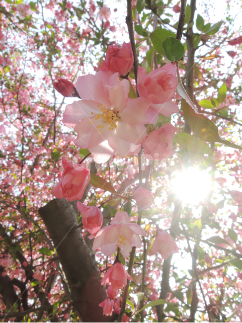 봄,벚꽃,겹벚꽃,핑크,꽃송이,그림같은,계절,자연,꽃잎,park,spring,cherryblossom,season,bloom,flower,closeup,floral,garden,petal,blossom,picturesque,sakura,pink,blooming,봄,계절,spring,season,식물,자연,plants,nature,꽃,flower,plant,cherry blossom