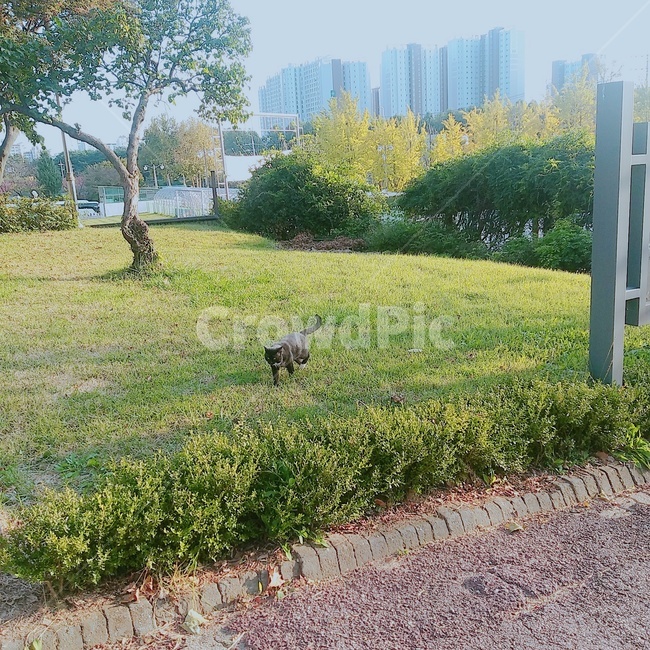 잔디,길고양이,고양이,grass,자연