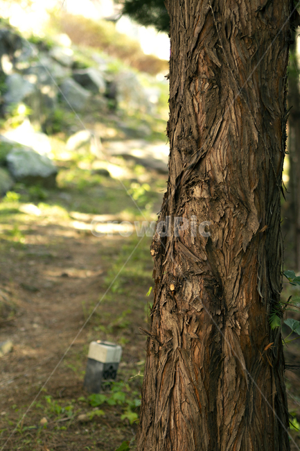 나무,거친,자연,tree,rough,식물,자연,plants,nature,나무,trees,wood