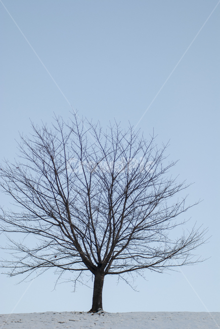 겨울,겨울나무,산책,쓸쓸,앙상한가지,식물,자연,plants,nature,나무,trees,wood