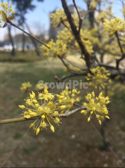 꽃,풍경,나무,꽃나무,봄,계절,노란꽃,봄,계절,spring,season,식물,자연,plants,nature,꽃,flower,plant