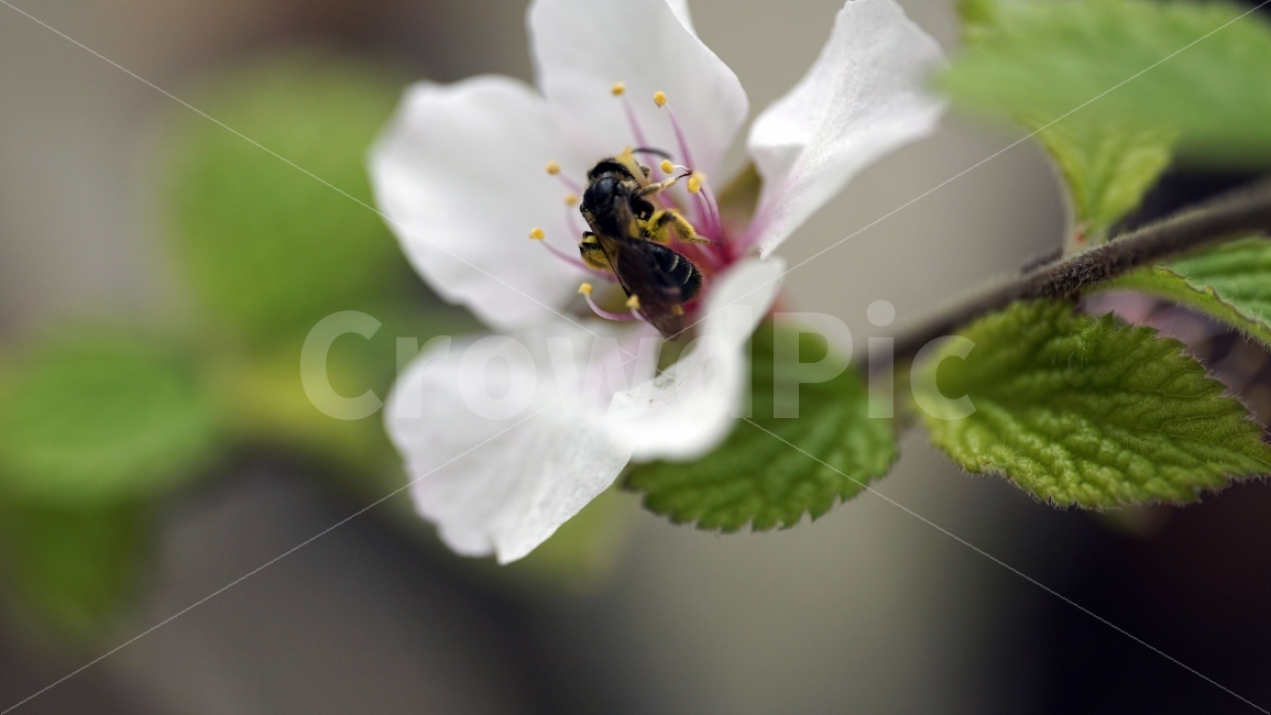 cherry tree,bee,ecosystem,spring,spring flowers,leaves,insect,village,sakura,flowers,nature,tree,twigs,flower,environment,plant,animal,neighborhood,cherry blossom