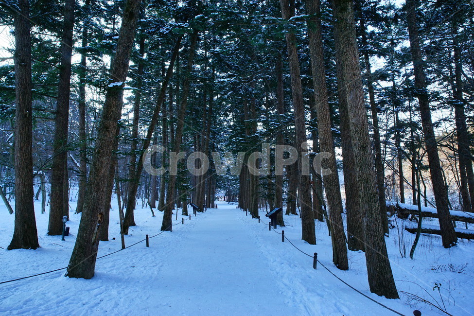 내소사,전나무길,부안군,겨울,설경,겨울,계절,winter,season,자연,풍경,nature,landscape,tree,나무,plant,식물