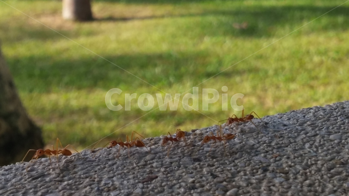 개미,ant,곤충,insect,bug,곤충,벌레,insect,bug