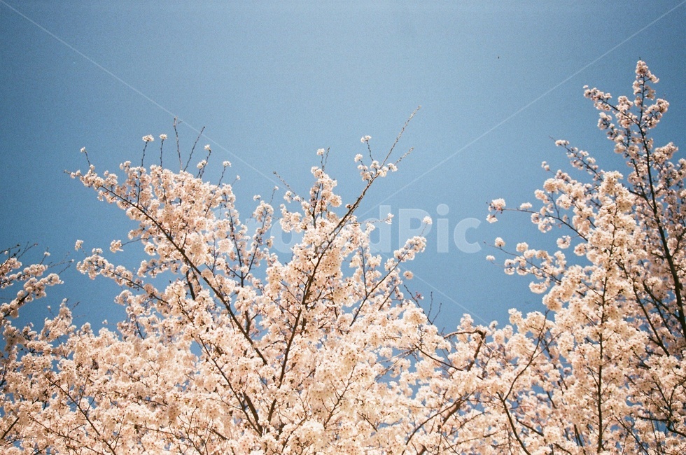 벚꽃,파란,하늘,분홍,봄,필름사진,봄,계절,spring,season,자연,풍경,nature,landscape,plant,식물,flower,꽃,blossom