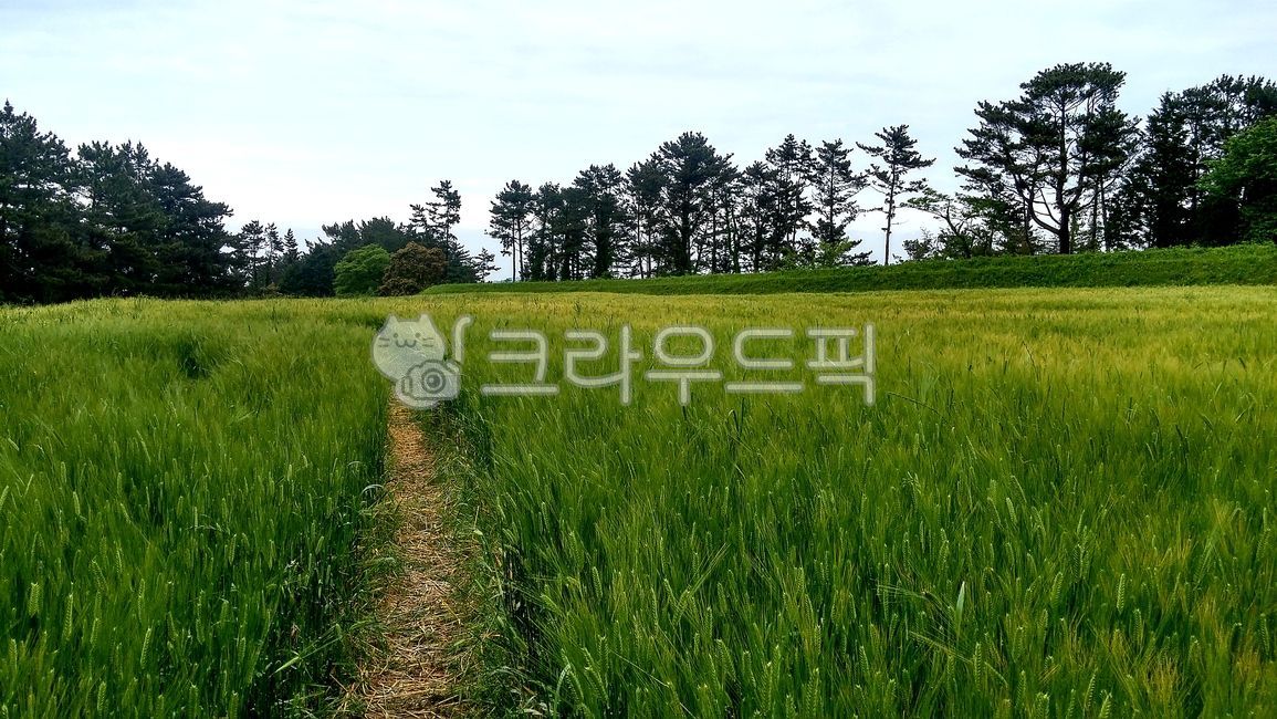 들판, field, 들, nature, 자연배경, 사진,이미지,일러스트,캘리그라피 - Happydayz작가