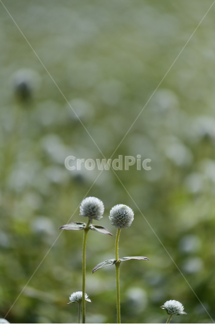 천일홍,꽃,천일홍축제,꽃밭,식물,식물,자연,plants,nature,꽃,flower