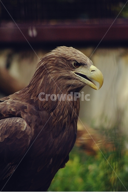 독수리,부리,eagle,매,날카로운,예리,새,동물,동물,animal,조류,새,birds