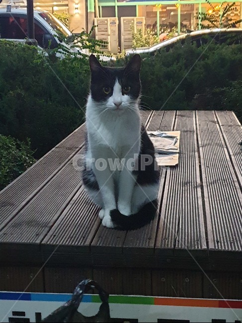 동물,고양이,힐링,길고양이,cat