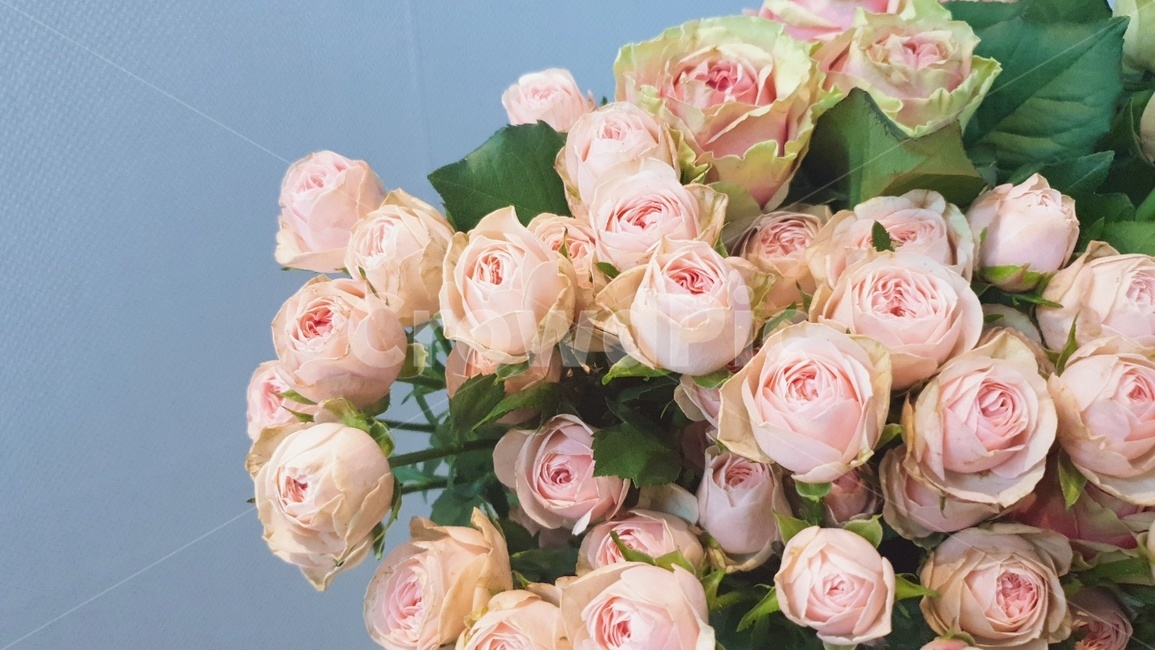 꽃,장미,빈티지플라워,flower,식물,빈티지,vintage