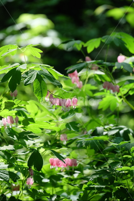 금낭화,초롱꽃,분홍꽃,야생화,봄,봄,계절,spring,season,식물,자연,plants,nature,꽃,flower,leaf,잎,plant