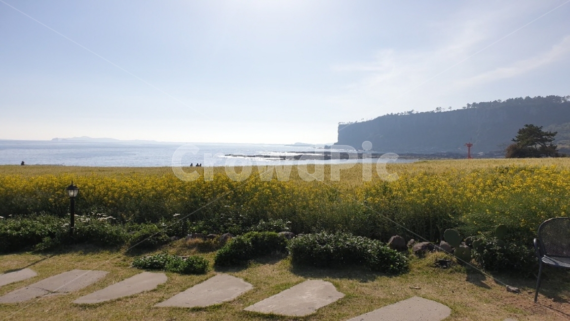 제주도,유채꽃,바다,풍경,jeju