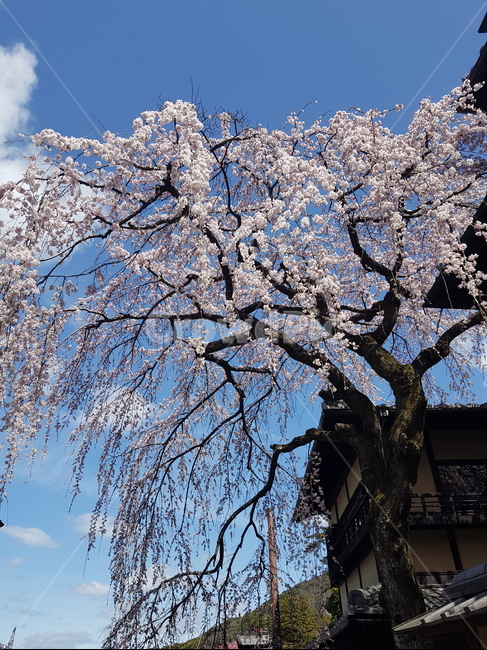 벚꽃,왕벚꽃,꽃,일본벚꽃,청수사벚꽃,봄,계절,spring,season,식물,자연,plants,nature,꽃,flower,plant