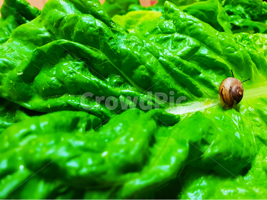 달팽이,상추,채소,야채,유기농,snail,nature,vegetable,green,fresh,red,healthy,salad,vegetables,isolated,cucumber,vegetarian,diet,ingredient,organic,white,paprika,peppers,agriculture,raw,health,leaf,onion,food,lettuce,동물,animal,채소,야채,vegetables