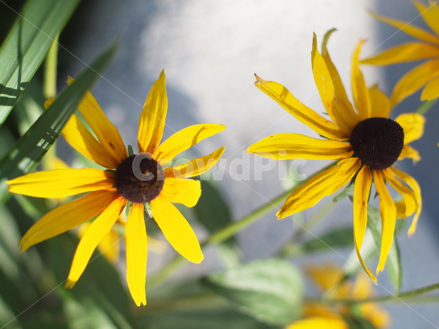 꽃,flower,blossom,식물,plant,식물,자연,plants,nature,꽃,flower