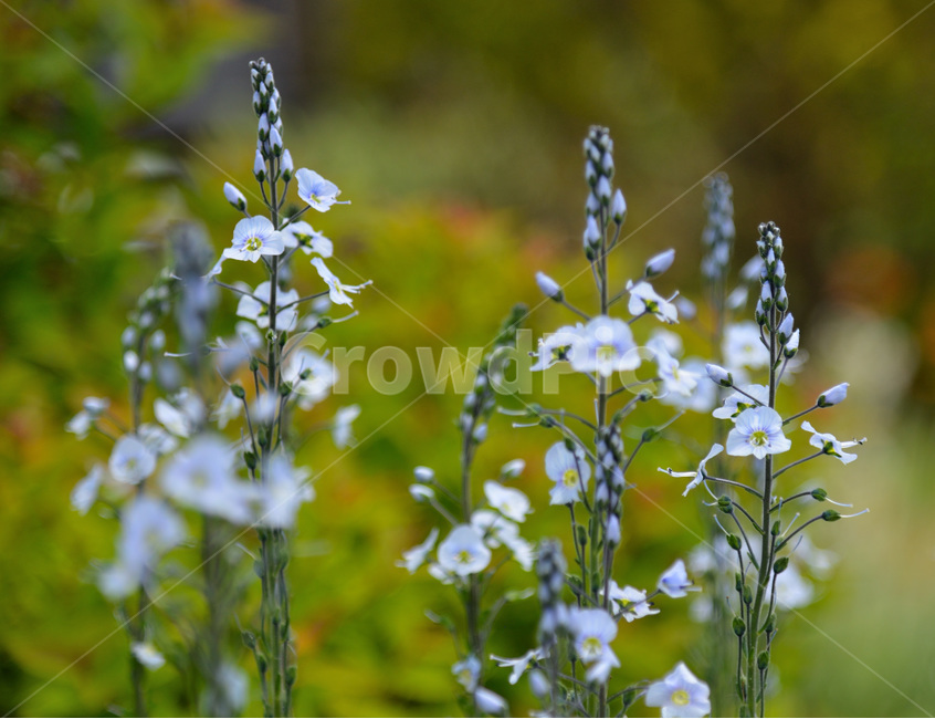 청조,고매,은은,귀태,조용,식물,자연,plants,nature,꽃,flower
