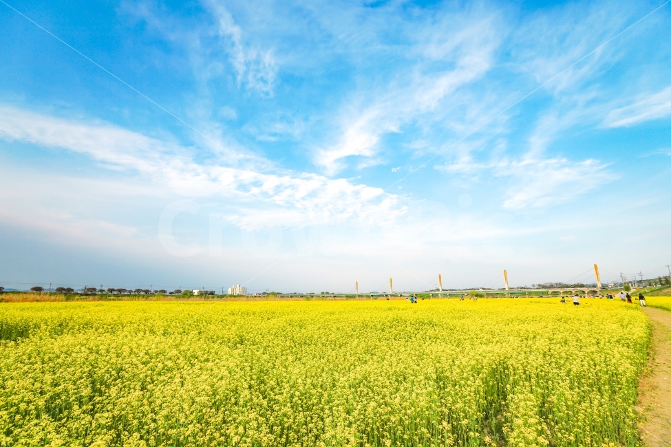 Sejong City,blue sky,Jochiwon,Rape scent,Flower heaven,mihocheon,yellowyellow,rape flower,flower garden,Yeonseomyeon
