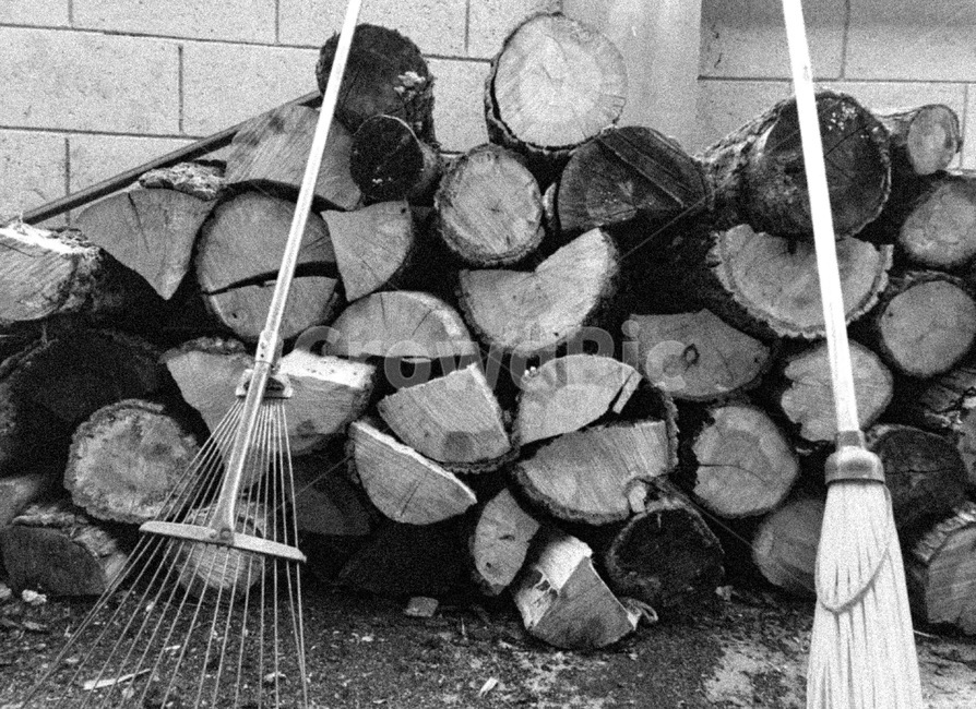 나무,뗄감,firewood,보일러,장작보일러,나무,trees,wood,흑백,모노톤,monochrome,black and white
