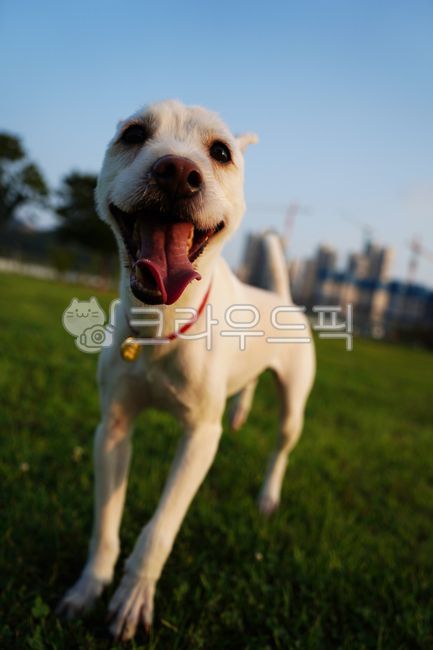 개,강아지,흰색,흰개,시고르자브종,흰강아지,하얀강아지,하얀개,흰색개,흰색강아지,잡종,흰색잡종,잔디,풀밭,잔디밭