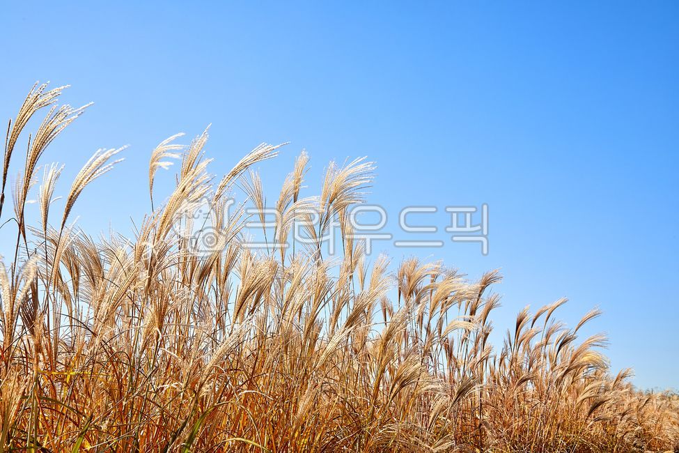 억새밭,억새,억새꽃,가을,파란하늘,푸른하늘,하늘,계절,자연,풍경,식물,하늘공원,상암하늘공원,10월,11월,공원,야외,silvergrass,autumn,bluesky,sky,season,nature,landscape,plant,skypark,sangamskypark,october,november,park,outdoor