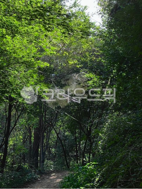 nature,작은숲,길,거미줄,outdoors