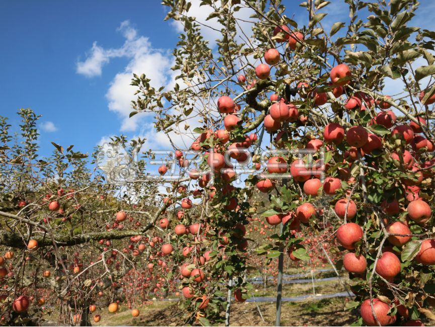 sky,mungyeong apple,appletree,fruit,tree,mungyeong,food,apple,orchard,fruit tree,plant,apple tree