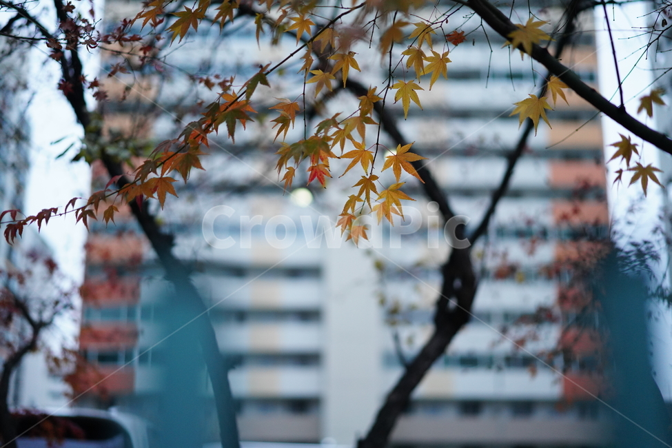 잎,잎새,감성,단풍,식물,나무,계절,느낌,색감,컬러,가을,계절,fall,autumn,season,leaf,plant,tree