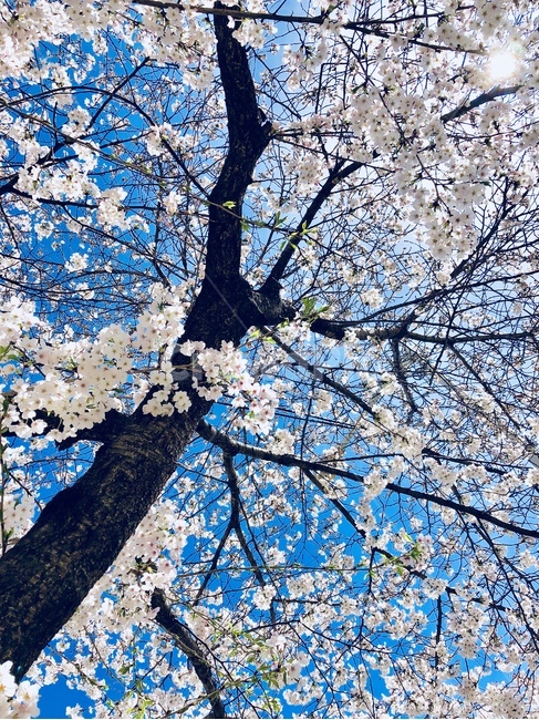 벚꽃,나무,하늘,봄,파랑