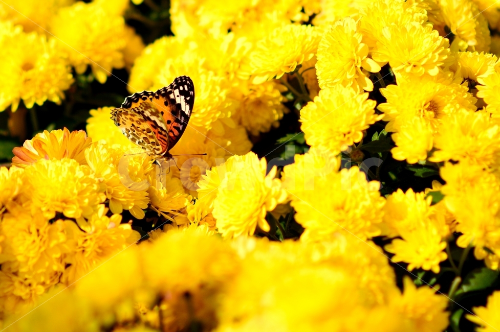 BUTTERFLY,tigerswallowtail,SWALLOWTAIL,FLOWERS,FLOWER,YELLOW,식물,나비,호랑나비,꽃,화려,VIVID,COLORFUL,BEAUTIFUL,BLOSSOM,자연,INSECT,곤충,FOCUSUP,노랑,노란색,노란나비,표범나비,식물,자연,plants,nature,꽃,flower,동물,animal,곤충,벌레,insect,bug,감성,sensible,feeling,색깔,색상,색채,색감,color sense,color sensitivity,feeling of color