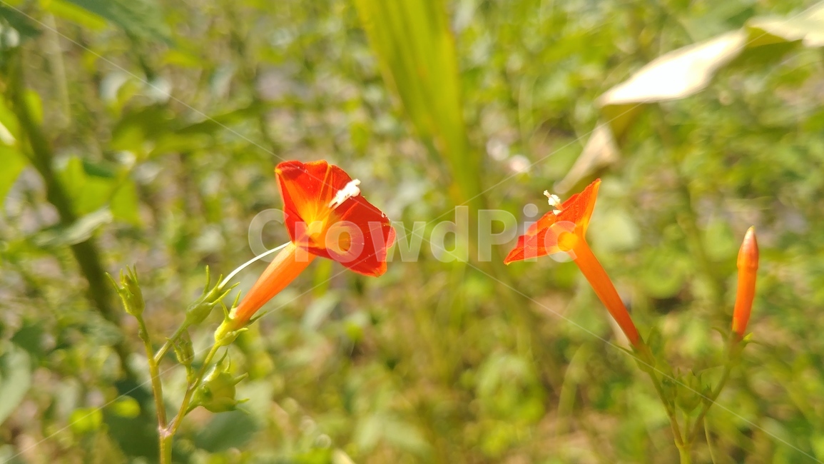 plant,식물,꽃,풀,red