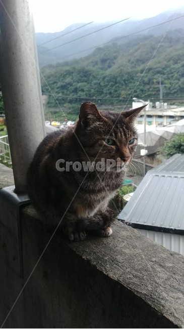 고양이,동물,식빵자세,야옹이,귀여움,동물,animal,포유류,mammal,고양이,cat,kitten,kitty