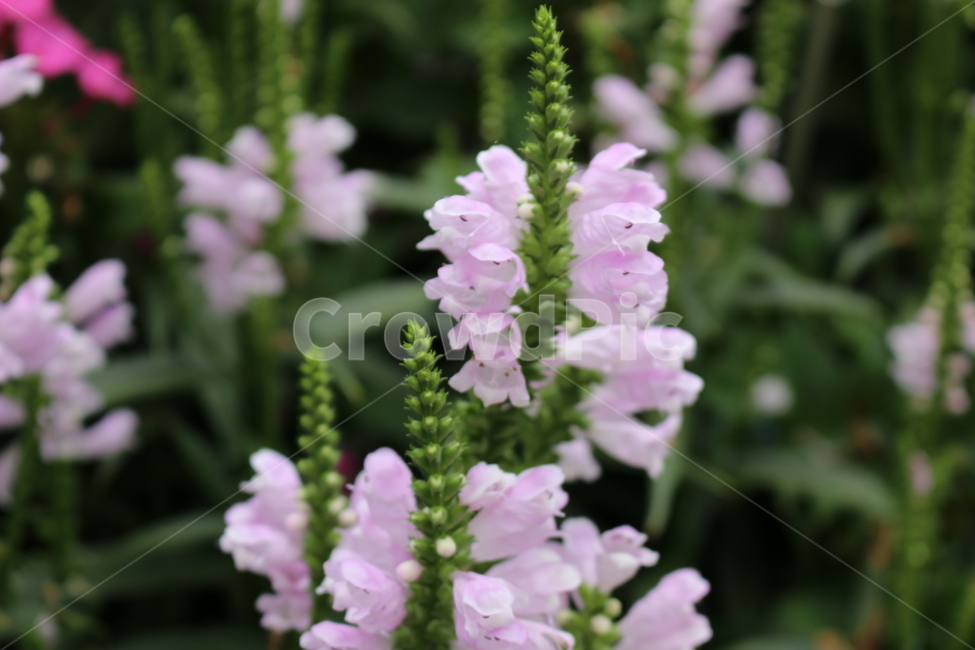 식물,꽃,분홍꽃,하얀꽃,꽃한송이,식물,자연,plants,nature,꽃,flower