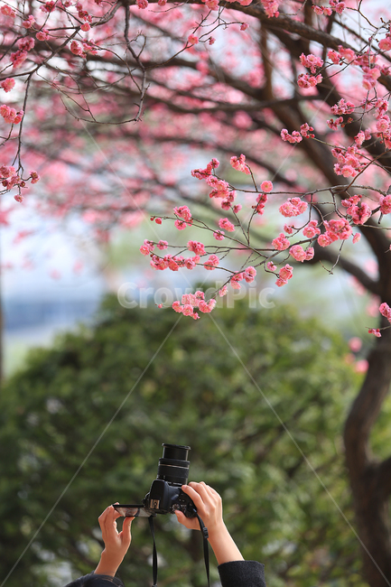 봄,매화,홍매화,spring,flower,pink,손,hand,식물,자연,plants,nature,꽃,flower