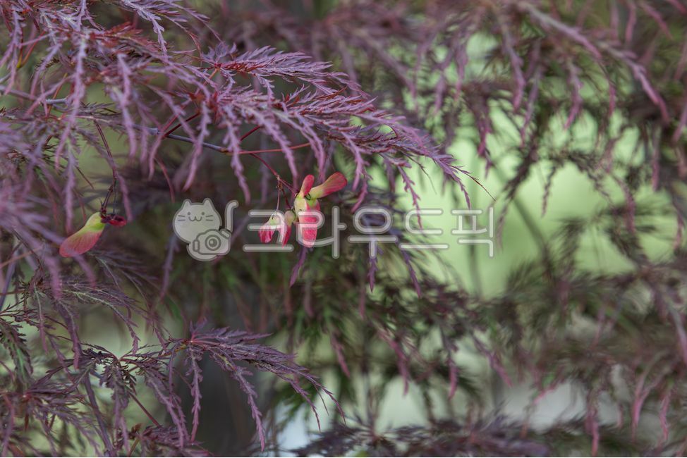 공작단풍,세열단풍,단풍나무,빨간색,씨앗,공작단풍씨앗,원예종,나무,식물,봄,자연,잎,야외,plant,spring,nature,petal,leaf,outdoor,seed