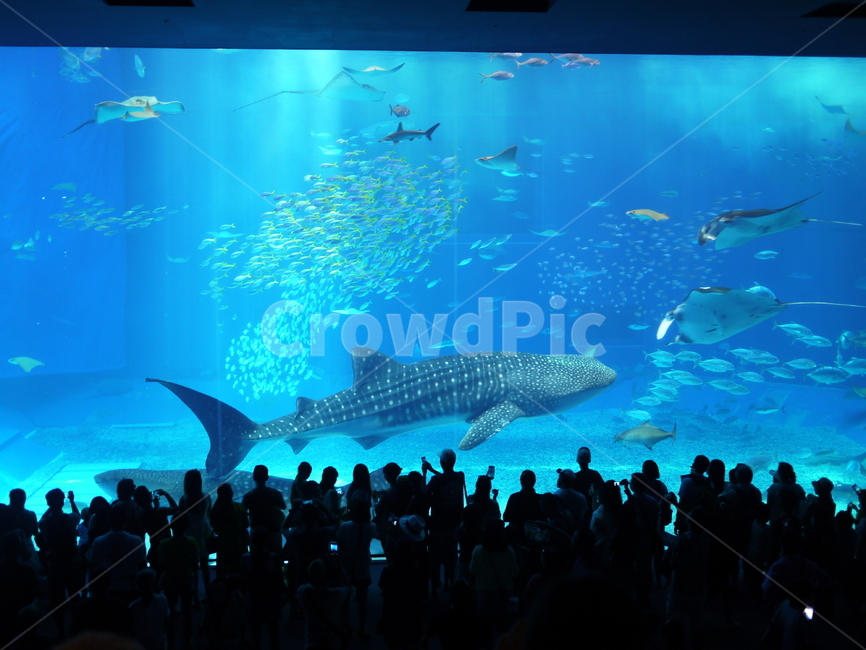 고래상어,수족관,aquarium,오키나와,okinawa