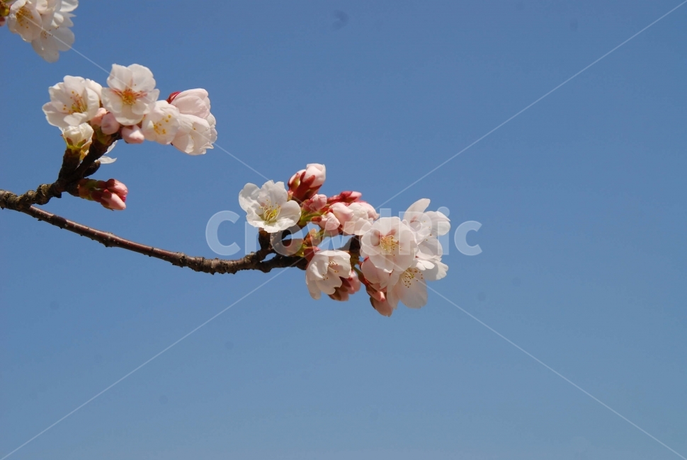 벚꽃,봄,식물,꽃놀이,하늘,흰꽃,계절,가지,하늘배경,접사,tree,nature,자연,봄,계절,spring,season,식물,자연,plants,nature,꽃,flower,plant,blossom
